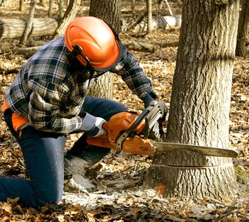 Tree Removal in Charmco, WV
